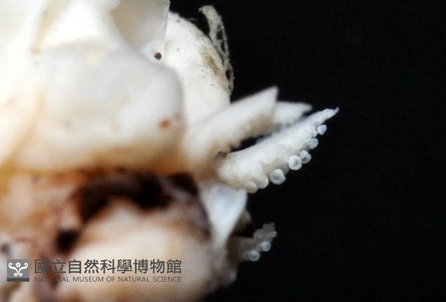 未知種紡錘魷魚藏品圖，第7張