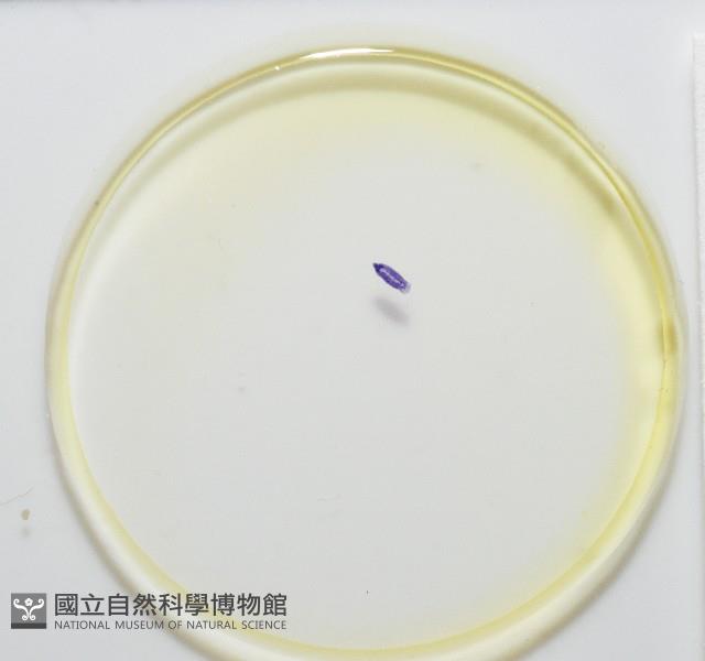 新種棘槽絛蟲藏品圖，第7張