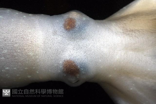 沙港章魚(新種)藏品圖，第7張
