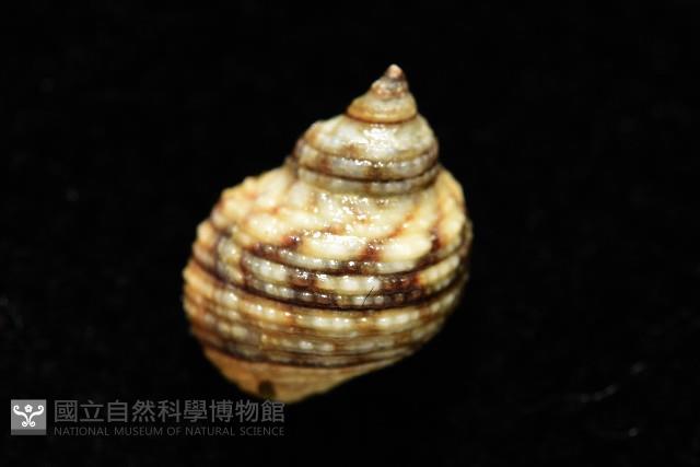 黑尖玉黍螺藏品圖，第7張