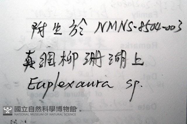 未知種陽燧足藏品圖，第7張