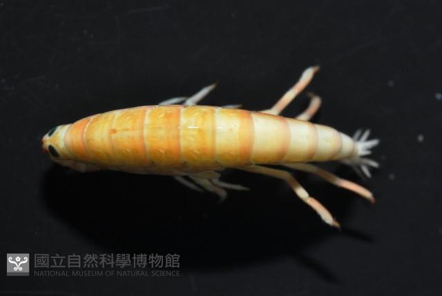 未知種跳蝦藏品圖，第7張