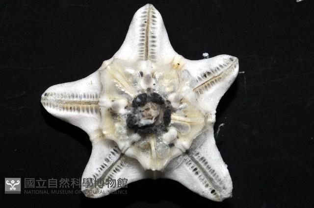 扁平蛛網海膽藏品圖，第7張