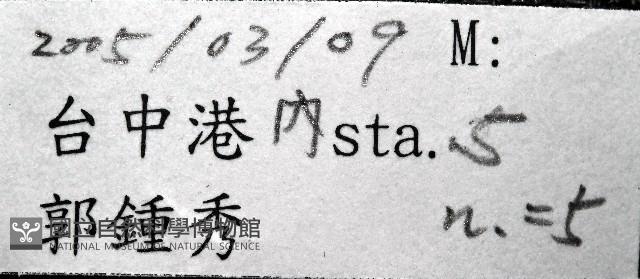 未知種不倒翁蟲藏品圖，第7張