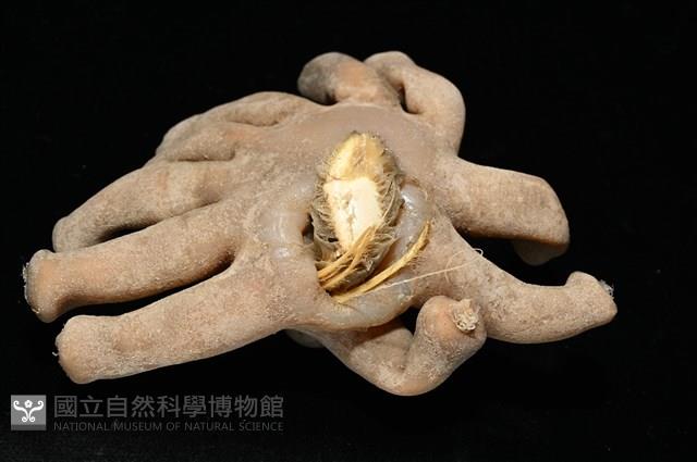 寄居蟹鞘群海葵藏品圖，第7張