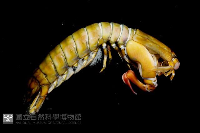 大指蝦蛄藏品圖，第7張