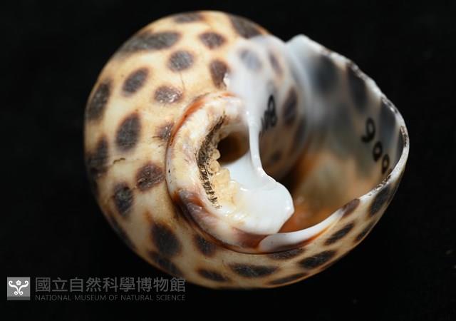 婆羅洲鳳螺藏品圖，第7張