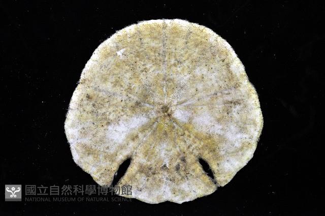 裂邊毛餅海膽藏品圖，第7張
