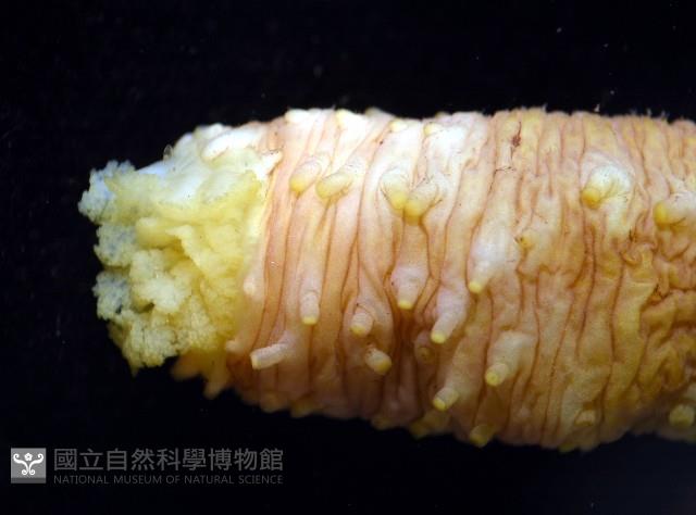 黃疣海參藏品圖，第7張