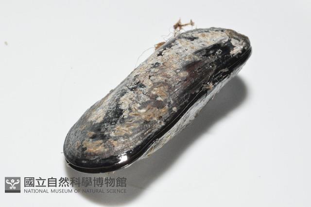 臺灣深海殼菜蛤藏品圖，第7張