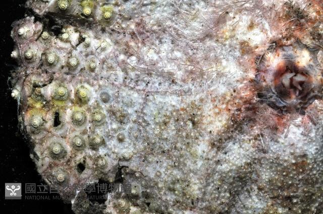 粒毛冠海膽藏品圖，第7張
