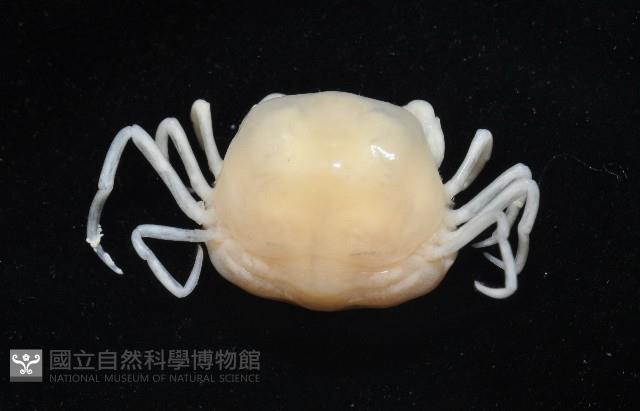 中華蚶豆蟹藏品圖，第7張