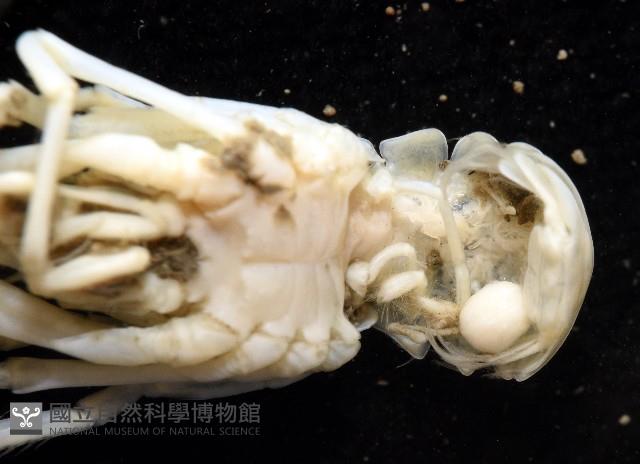 未知種折尾蝦藏品圖，第7張