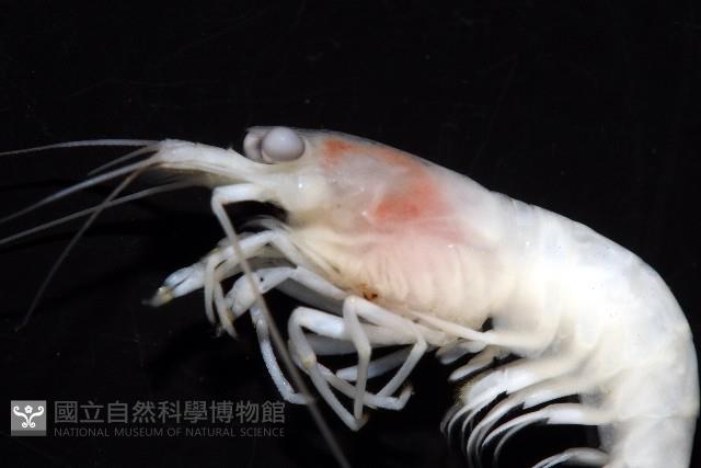 未知種新米蝦藏品圖，第7張