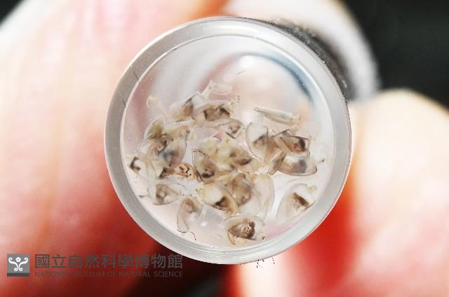 鵝茗荷藏品圖，第7張