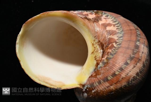 貓眼蠑螺藏品圖，第7張
