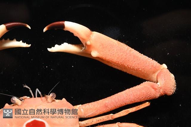 徽章聲蟹藏品圖，第7張