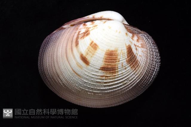 鉛球簾蛤藏品圖，第7張