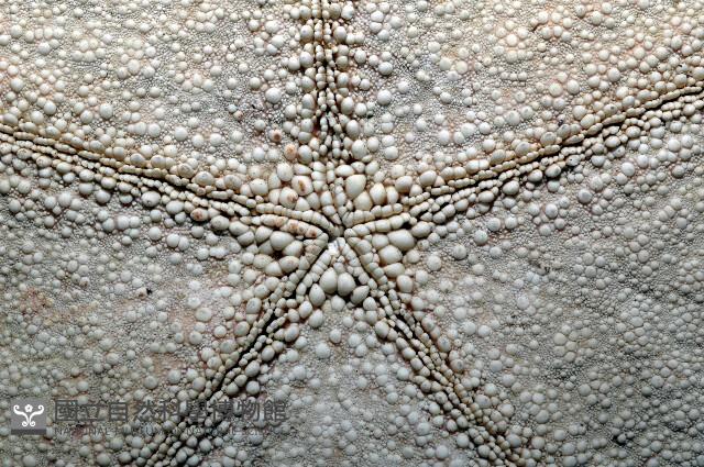 麵包海星(饅頭海星)藏品圖，第7張