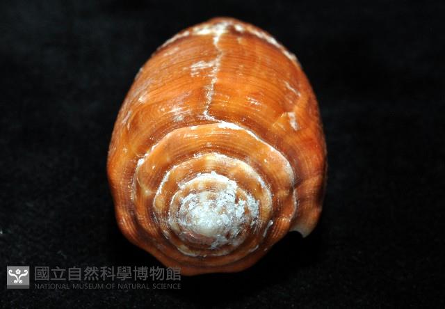 花帶芋螺藏品圖，第7張