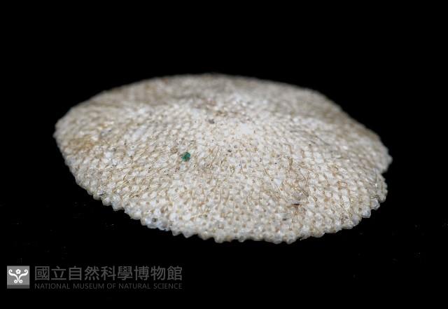未知種齊苔蟲藏品圖，第7張