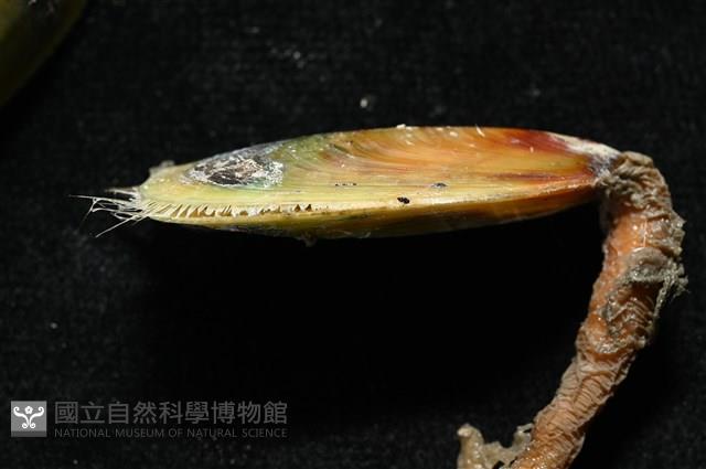 亞氏海豆芽藏品圖，第7張