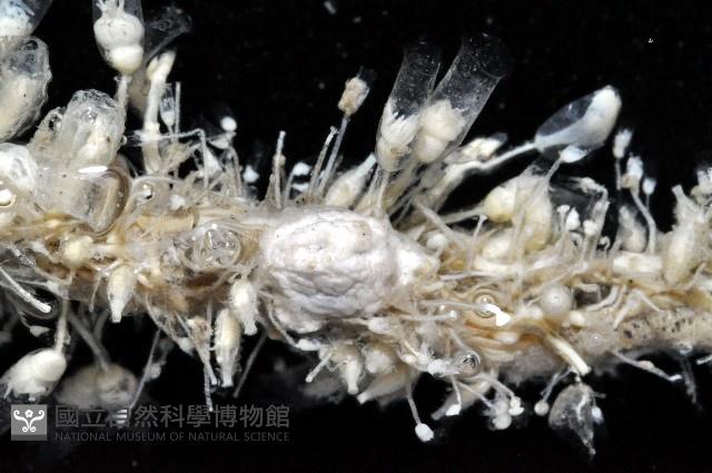 未知種水螅藏品圖，第7張
