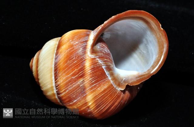南亞蝸牛之一種藏品圖，第7張