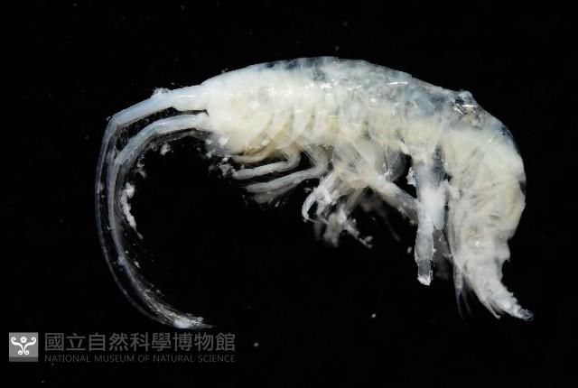 未知種深海鉤蝦藏品圖，第7張