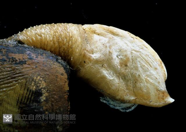 繁毛阿南鎧茗荷藏品圖，第7張