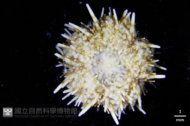疣裸海膽藏品圖，第7張