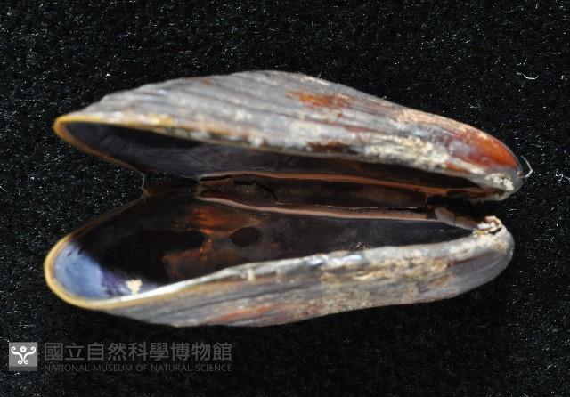 河殼菜蛤藏品圖，第7張