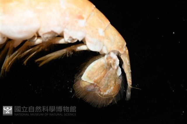 劍脊槍蝦藏品圖，第7張