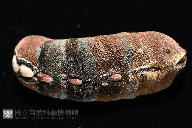 眼形隱板石鱉藏品圖，第7張