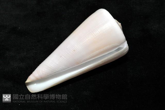 胭脂芋螺藏品圖，第7張