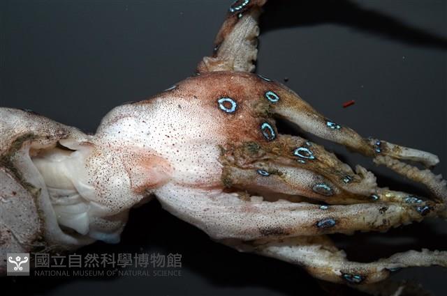 未知種藍環章魚藏品圖，第7張
