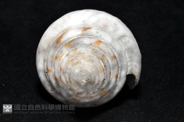大佛塔芋螺藏品圖，第7張