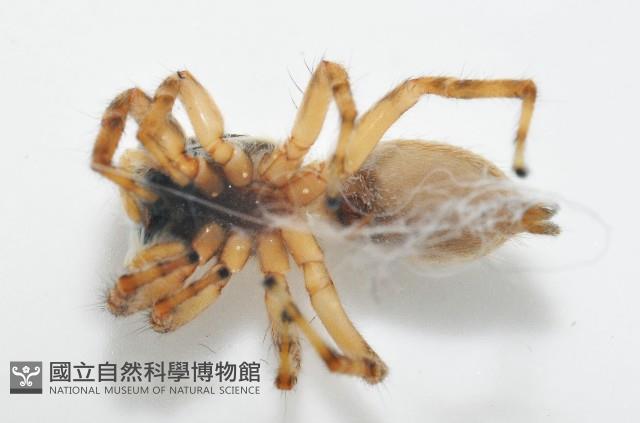 雙帶扁蠅虎藏品圖，第7張