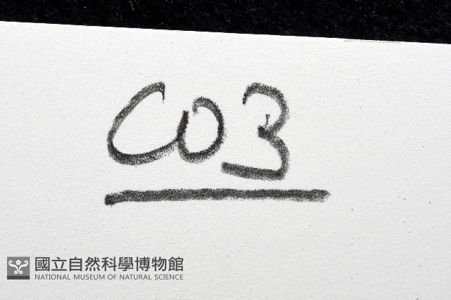 北極有柄海鞘藏品圖，第7張