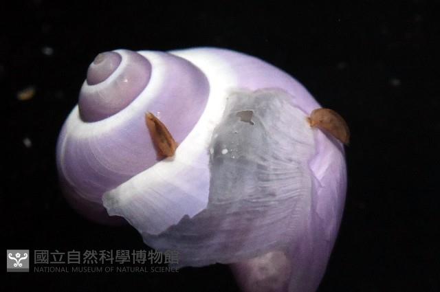 侏儒紫螺藏品圖，第7張