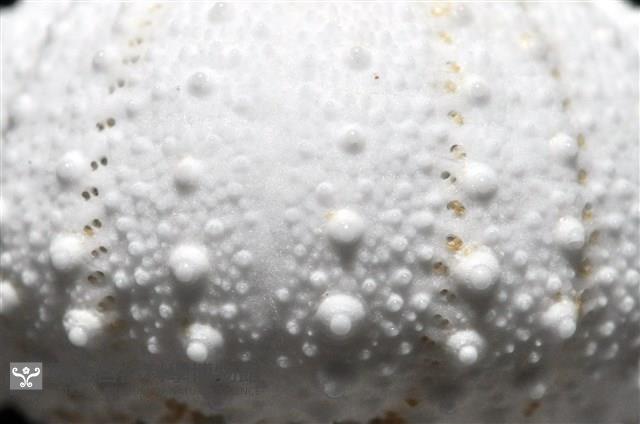 艾氏鋸海膽藏品圖，第7張