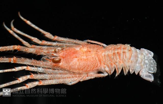 三脊似刺鎧蝦藏品圖，第7張