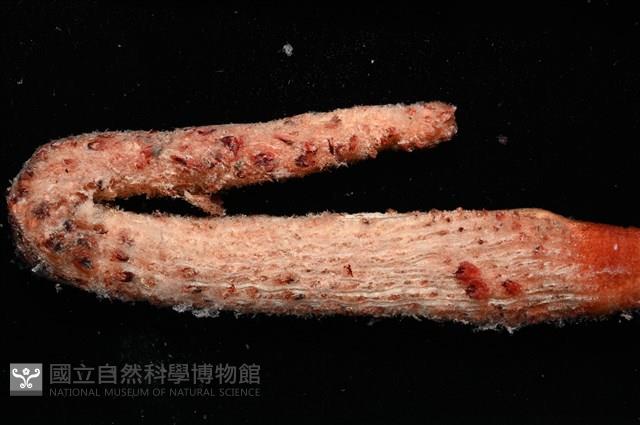 麥氏棘羽海鰓藏品圖，第7張