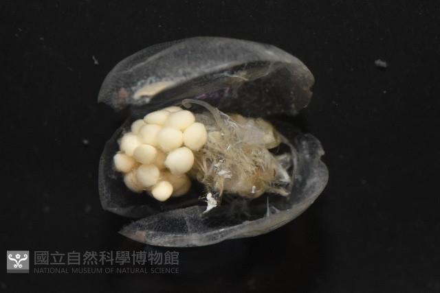 未知種海螢藏品圖，第7張