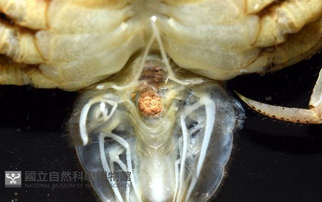 印痕仿相手蟹藏品圖，第7張