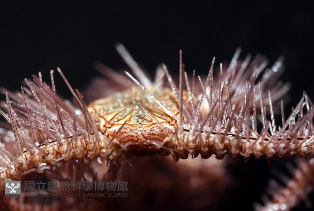 紫刺蛇尾藏品圖，第7張