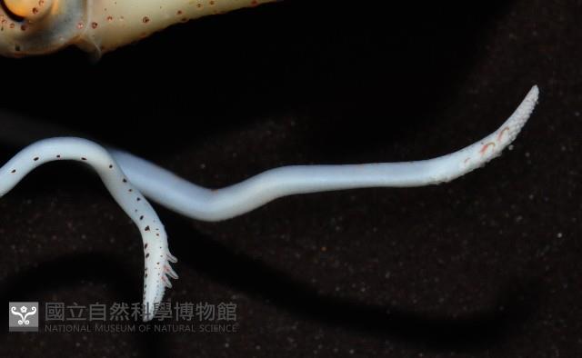 線紋擬鉤腕魷藏品圖，第7張