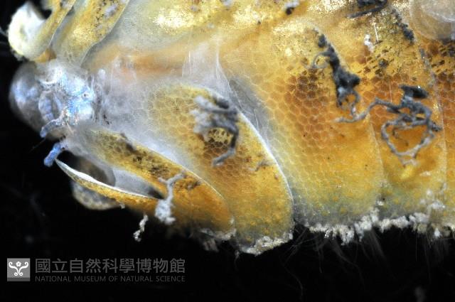 粗糙雙指鱗蟲藏品圖，第7張