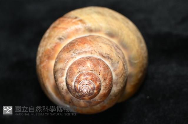 波部鳳螺藏品圖，第7張