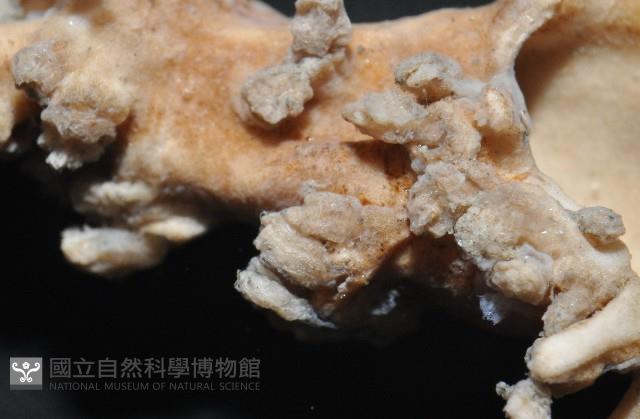 未知種莖管珊瑚藏品圖，第7張